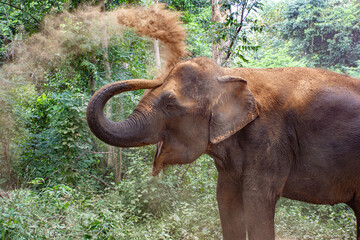 Fototapeta na wymiar Elephant playing with dirt