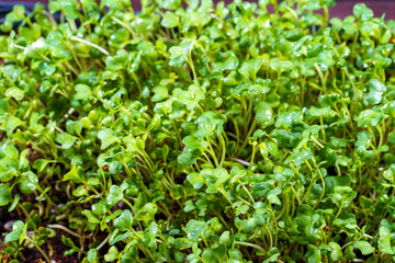 Close-up of broccoli microgreens in the black box. Sprouting Microgreens. Seed Germination at home. Vegan and healthy eating concept. Sprouted broccoli Seeds, Micro greens. Growing sprouts.