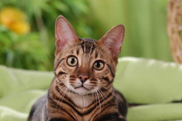 Head of a bengal cat