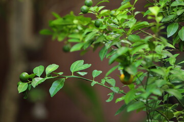 Fresh Kumquat in the garden