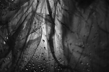 Water Drops on window