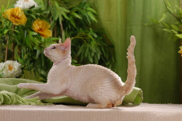 Cornish Rex cat