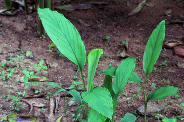 Green leaves of Turmeric (Curcuma longa) ginger medicinal herbal plant