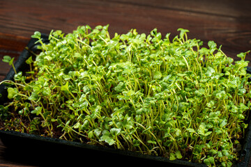 Close-up of broccoli microgreens in the black box. Sprouting Microgreens. Seed Germination at home. Vegan and healthy eating concept. Sprouted broccoli Seeds, Micro greens. Growing sprouts.