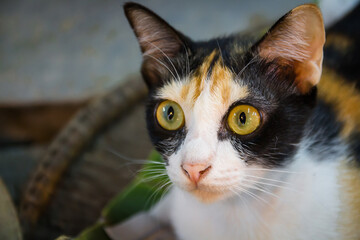 One beautiful cat is making big eyes.