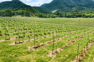 Fototapeta na wymiar 日本　春のワイナリーのぶどう畑