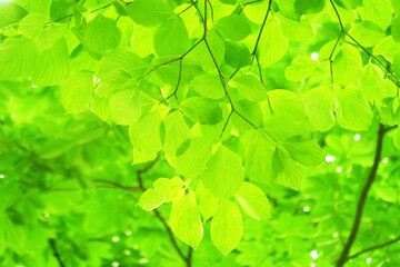 Fototapeta na wymiar 木漏れ日が差す新緑イメージの森林背景