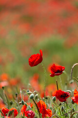 red poppy field
