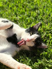 Fotos de mi gato posando en el jardin 