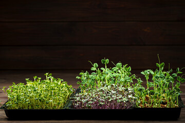 Mixed Microgreens in box on wooden table background.