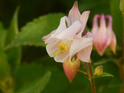 Macro close-up photograph of a pink flowered Columbine (Aquilegia vulgaris) in Spring, with shallow depth of field
