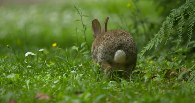Beautiful wild rabbit hops through wildflower meadow grazing nibbling grass Ireland wildlife