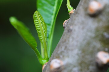 Young leaves of the Plumeria tree