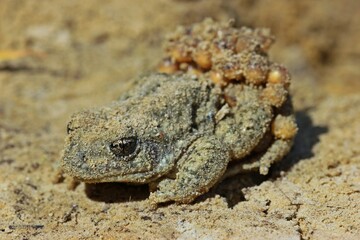 Männliche Geburtshelferkröte (Alytes obstetricans) mit Laichschnüren