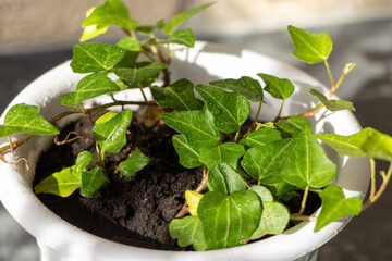 Hedera canariensis is an ornamental indoor plant. Drops of water on the leaves. Hedera in a white flower pot. Close-up.