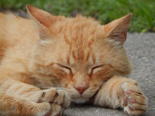 cat begins to fall asleep