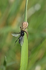 Braune Krabbenspinne (Xysticus cristatus), Weibchen mit erbeuteter Märzfliege (Bibio marci)