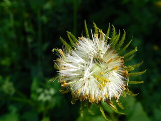close up of a flower