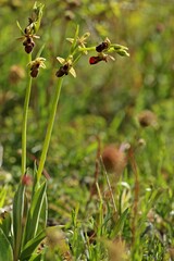 Hybride zwischen Hummel- und Fliegenragwurz (Ophrys holoserica X Ophrys insectifera oder auch Ophrys x devenensis).