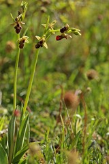 Hybride zwischen Hummel- und Fliegenragwurz (Ophrys holoserica X Ophrys insectifera oder auch...