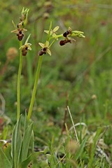 Hybride zwischen Hummel- und Fliegenragwurz (Ophrys holoserica X Ophrys insectifera oder auch Ophrys x devenensis).
