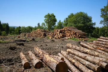 stacks of logs on a forestry plantation