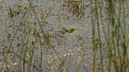 Paarung des Teichfrosches  (Pelophylax esculentus) im Moorteich