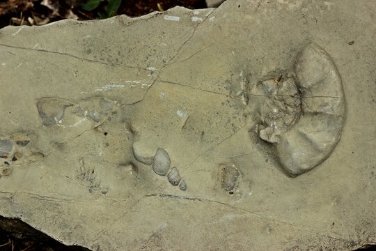 Trias Bilder Durchsuchen 2,056 Archivfotos, und Videos