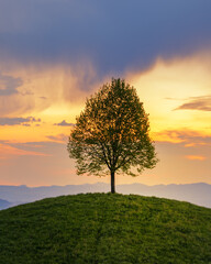 Obraz premium Tree