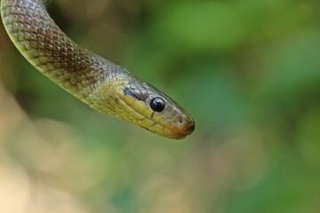 Subadulte Äskulapnatter (Zamenis longissimus)