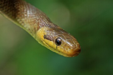 Subadulte Äskulapnatter (Zamenis longissimus)
