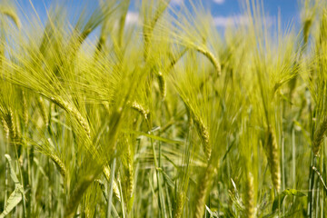 Grows harvest field and agricultural grain