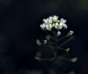 macro photography of flowers. Natural background. Flowers background. Beautiful neutral colors