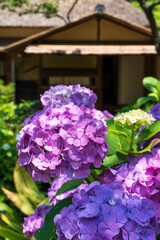三渓園の紫陽花