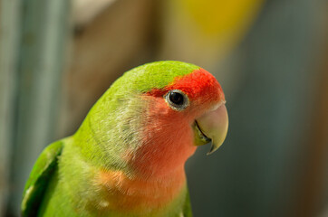 lovebird parrot head on blurry background