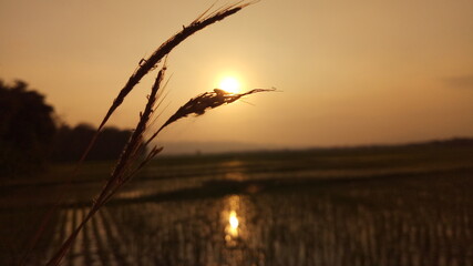 wheat field at sunset