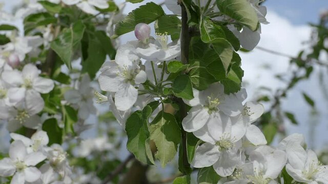 Closeup view of some abloom apple flowers.