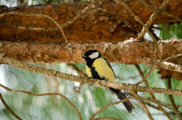 Great tit perched on a branch in a pine forest