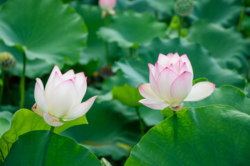 Lotus in the pool