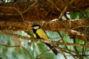 Great tit perched on a branch in a pine forest singing