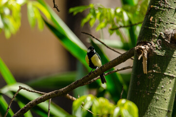 Great tit perched on a branch in a garden