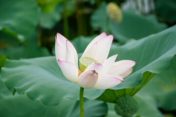 Obraz premium Lotus in the pool