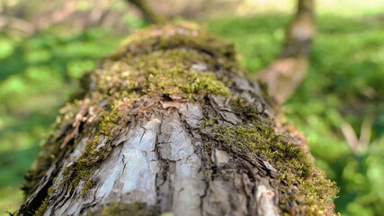 Green moss on the trunk of a tree bark. Brown moss on tree trunk in a forest