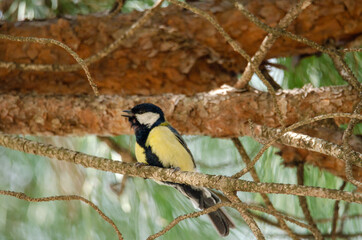 Great tit perched on a branch in a pine forest singing