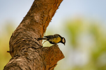 Great tit perched on a branch in a pine forest looking for breakfast