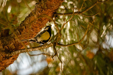 Great tit perched on a branch in a pine forest looking for breakfast