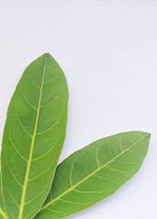 green leaf on white background