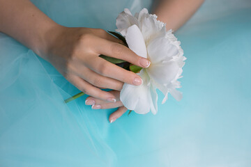 beautiful women's hands with perfect manicure hold a white peony on a blue background. Close up