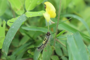 Worm on a leaf