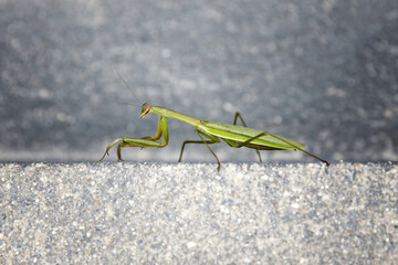 mantis passing by the stairs.
